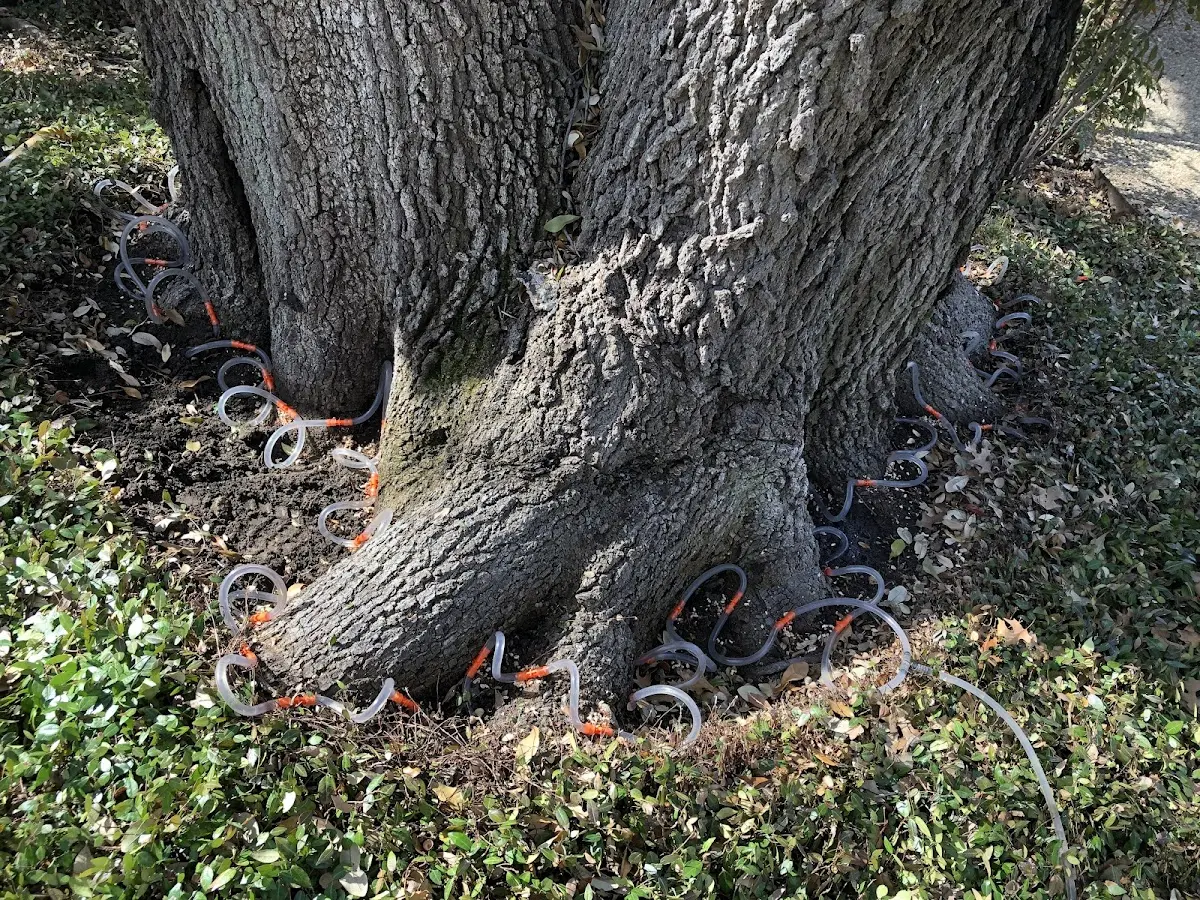 Detailed Tree Cabling and Bracing job site in Canehill