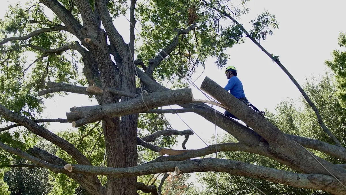 Professional Hazardous Tree Removal performed by certified arborists in Canehill